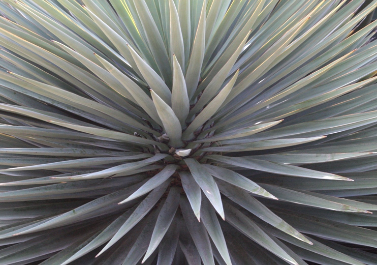 arizona garden